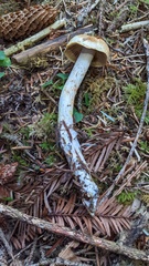 Cortinarius rubiginosus