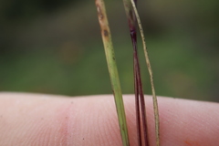 Sporobolus neglectus