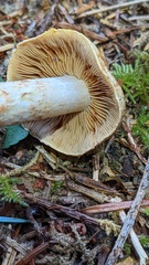 Cortinarius rubiginosus