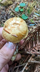 Cortinarius rubiginosus