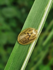 Physonota alutacea