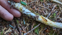 Cortinarius rubiginosus