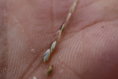 Sporobolus neglectus