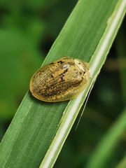 Physonota alutacea