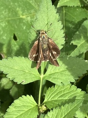 Parnara