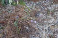 Thysanotus banksii
