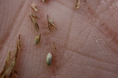 Sporobolus neglectus