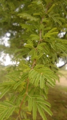 Vachellia farnesiana