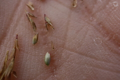Sporobolus neglectus
