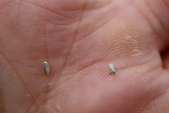 Sporobolus neglectus