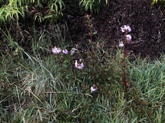 Heterocentron subtriplinervium