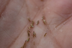 Sporobolus neglectus