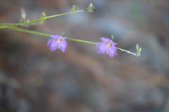 Thysanotus banksii