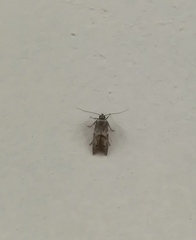 Blastobasidae