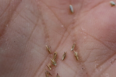 Sporobolus neglectus