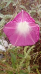 Ipomoea