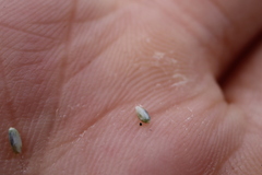 Sporobolus neglectus