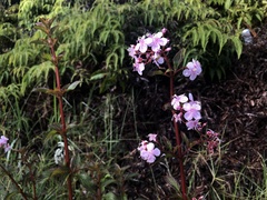 Heterocentron subtriplinervium