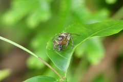 Colyttus
