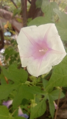Ipomoea