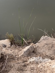 Schoenoplectus americanus