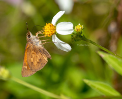 Poanes viator zizaniae