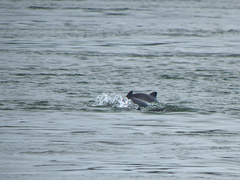 Phocoena phocoena phocoena