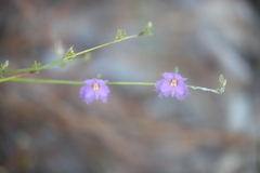 Thysanotus banksii