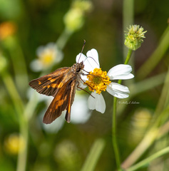 Poanes viator zizaniae