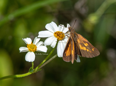 Poanes viator zizaniae