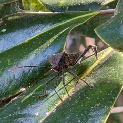Acanthocephala terminalis