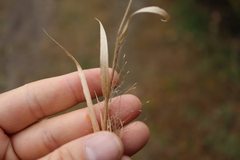 Panicum philadelphicum philadelphicum
