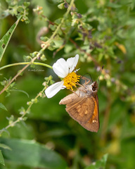 Poanes viator zizaniae