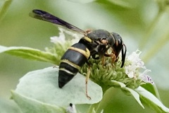 Euodynerus hidalgo boreoorientalis