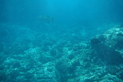 Kyphosus cinerascens