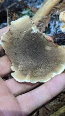 Sarcodon stereosarcinon