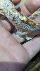 Sarcodon stereosarcinon