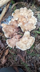 Sarcodon stereosarcinon