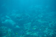 Kyphosus cinerascens