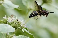 Euodynerus hidalgo boreoorientalis