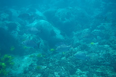 Kyphosus cinerascens