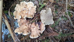 Sarcodon stereosarcinon