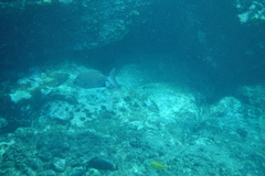 Kyphosus cinerascens