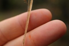 Panicum philadelphicum philadelphicum