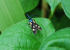 Balataea octomaculata