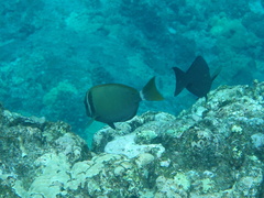 Acanthurus leucopareius