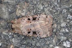 Xestia normanianus