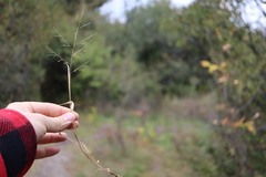 Panicum philadelphicum philadelphicum
