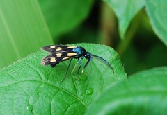 Balataea octomaculata