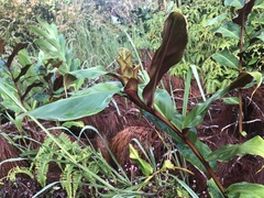 Hedychium greenii